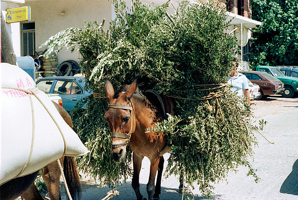ROLL 5 MANGANNITTI YALO AGIO KYRIKO IKARIA GR 1983_13