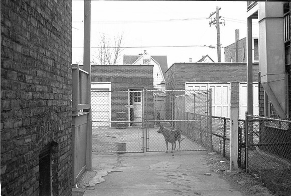 7835 S. SAGINAW BACKYARD, THIS DOG BIT ME 1974_03_