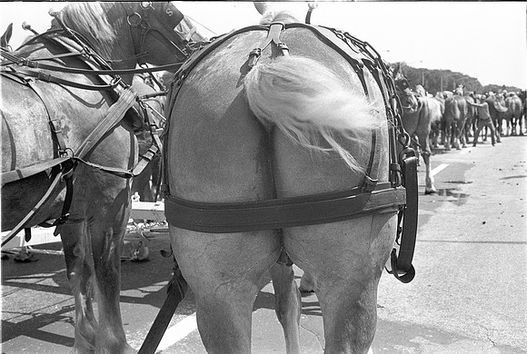 SCHLITZ HORSE DRAWN BEER WAGON 1974_11A