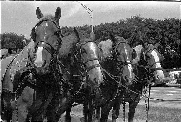 SCHLITZ HORSE DRAWN BEER WAGON 1974_02A