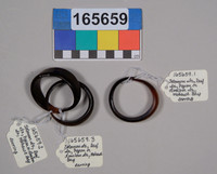 Lens of Inquiry: Diane Alexander White’s 4×5 Transparencies of Field Museum Science Collections