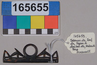 Lens of Inquiry: Diane Alexander White’s 4×5 Transparencies of Field Museum Science Collections