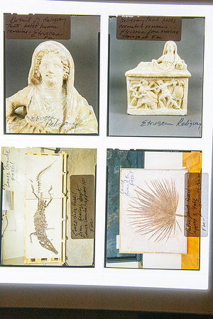 Lens of Inquiry: Diane Alexander White’s 4×5 Transparencies of Field Museum Science Collections
