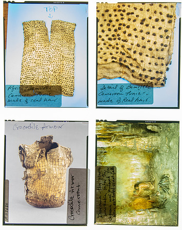 Lens of Inquiry: Diane Alexander White’s 4×5 Transparencies of Field Museum Science Collections