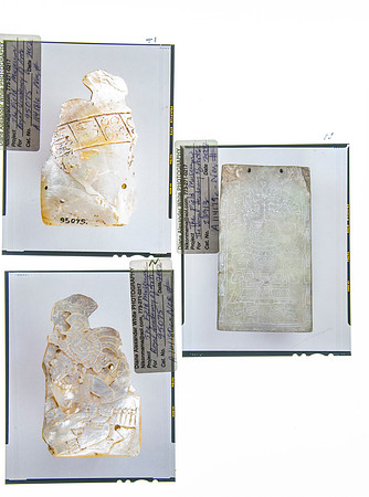 Lens of Inquiry: Diane Alexander White’s 4×5 Transparencies of Field Museum Science Collections