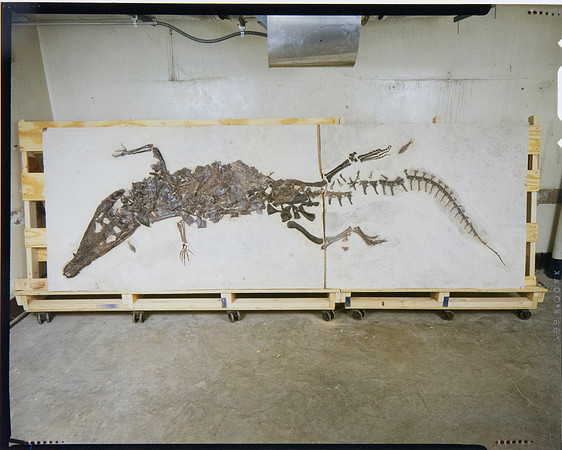 Lens of Inquiry: Diane Alexander White’s 4×5 Transparencies of Field Museum Science Collections