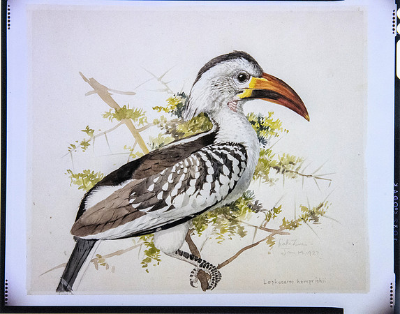 Lens of Inquiry: Diane Alexander White’s 4×5 Transparencies of Field Museum Science Collections