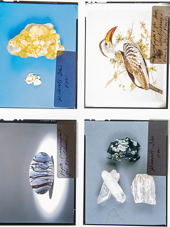 Lens of Inquiry: Diane Alexander White’s 4×5 Transparencies of Field Museum Science Collections
