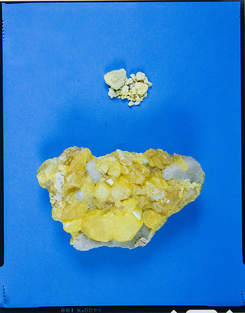 Lens of Inquiry: Diane Alexander White’s 4×5 Transparencies of Field Museum Science Collections