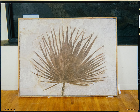 Lens of Inquiry: Diane Alexander White’s 4×5 Transparencies of Field Museum Science Collections