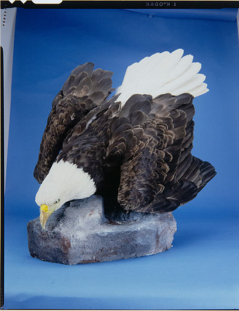 Lens of Inquiry: Diane Alexander White’s 4×5 Transparencies of Field Museum Science Collections