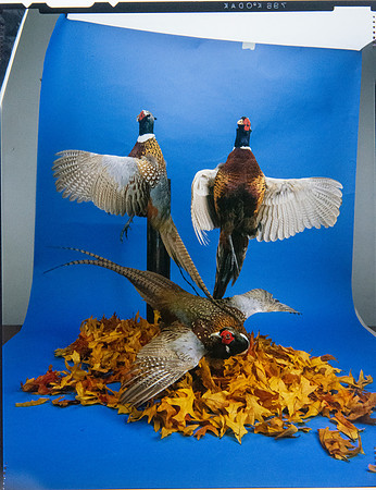 Lens of Inquiry: Diane Alexander White’s 4×5 Transparencies of Field Museum Science Collections
