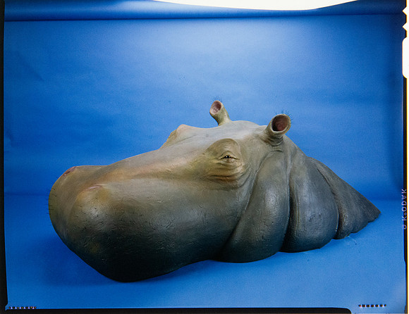 Lens of Inquiry: Diane Alexander White’s 4×5 Transparencies of Field Museum Science Collections