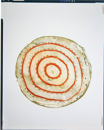 Lens of Inquiry: Diane Alexander White’s 4×5 Transparencies of Field Museum Science Collections