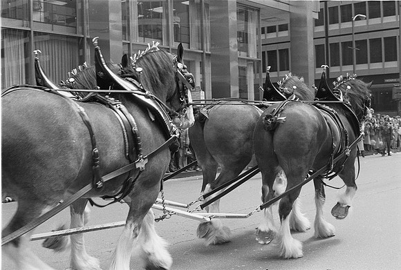 ST. PATRICK'S DAY PARADE 1981_20