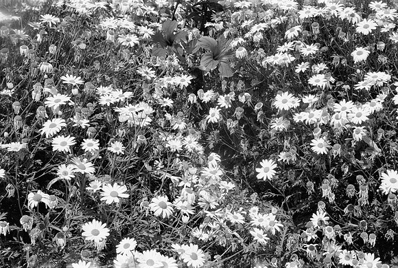CORFU GR 1977 BW VERSION FILM_021