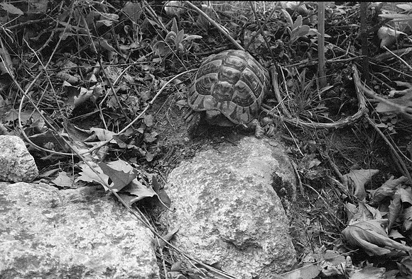KALAMBAKA METEORA 1977 BW VERSION FILM_011