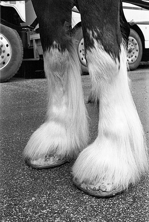 1980_ST. PATRICKS PARADE 1980_14 (17)
