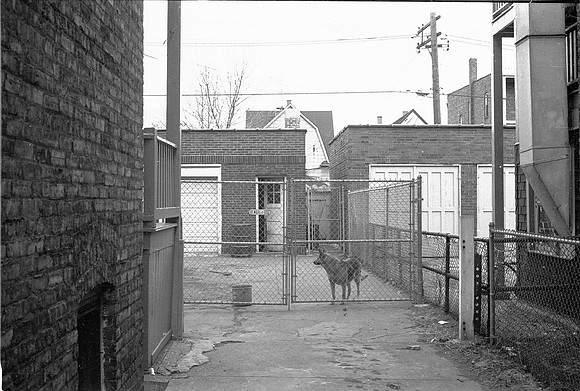 7835 S. SAGINAW BACKYARD, THIS DOG BIT ME  1974_03_